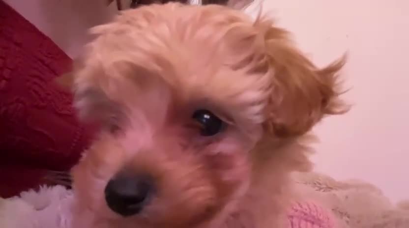 Maltipoo dogs for sale: Gorgeous apricot female maltipoo in Exmouth - Video 1