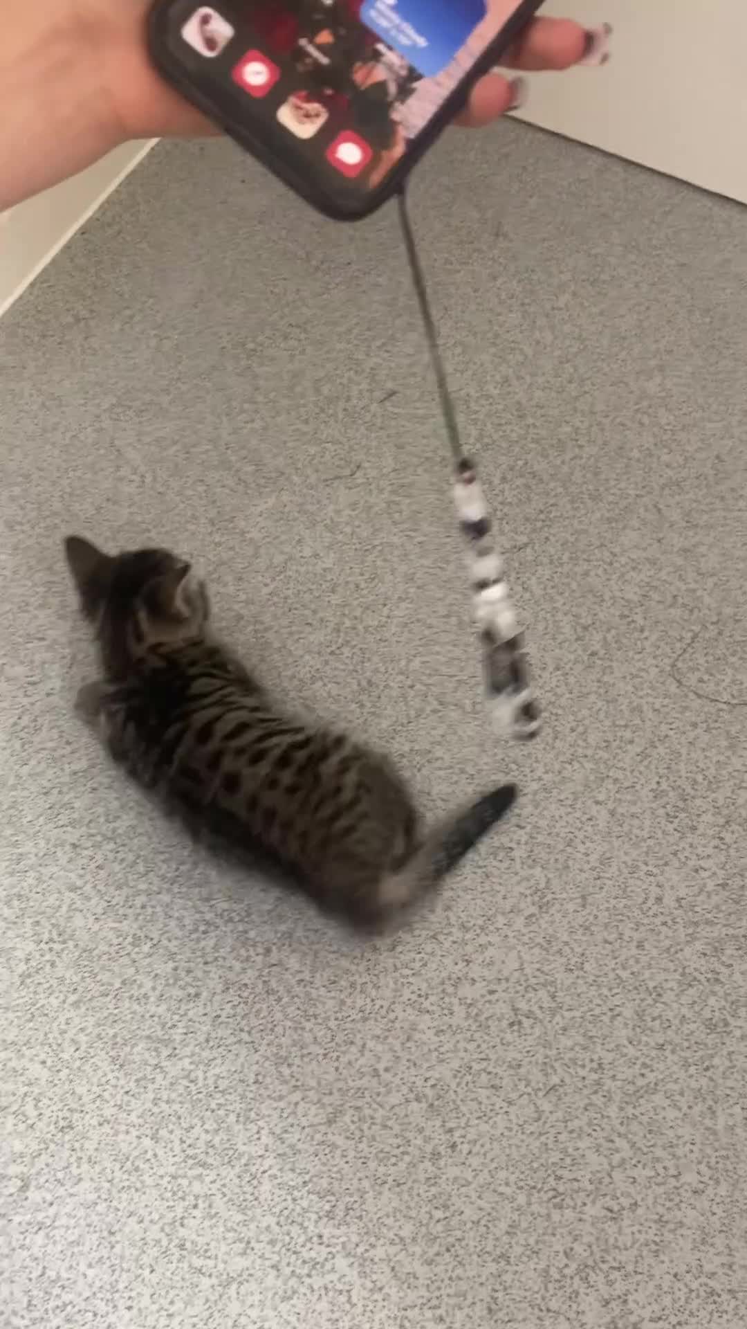 Mixed Breed cats for sale: Kittens for Sale - Video 1