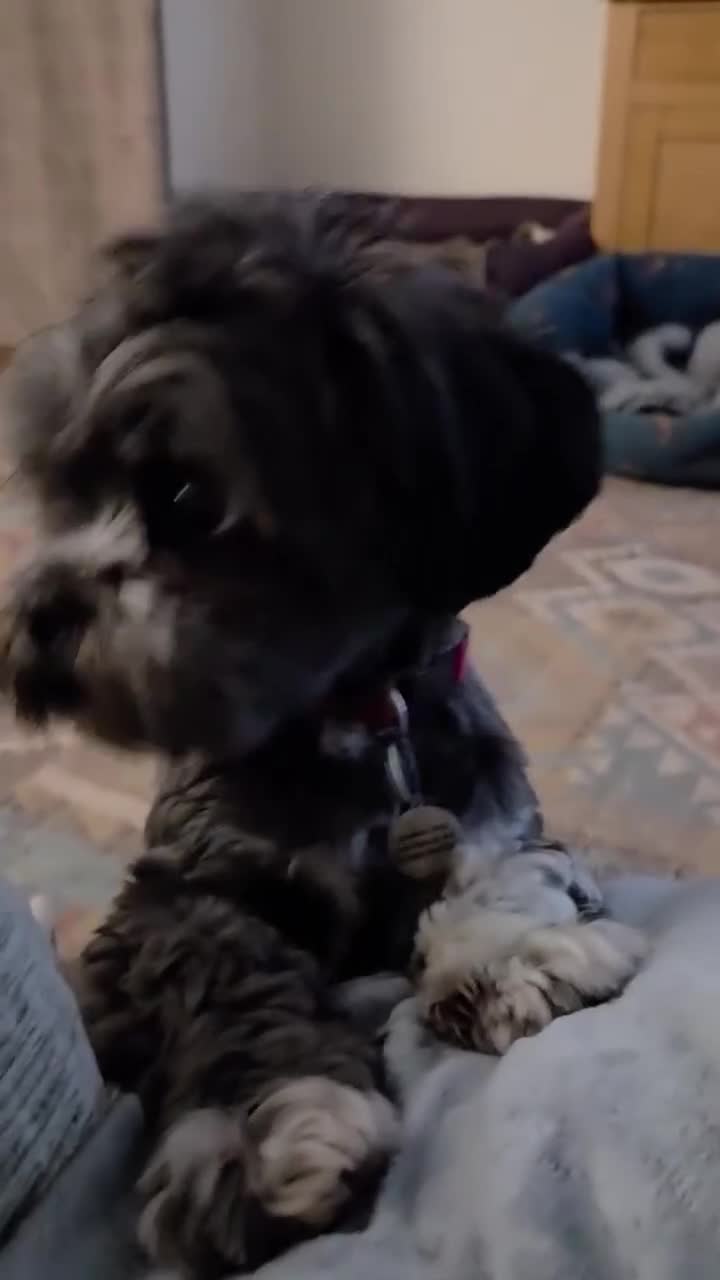 Lhasa Apso dogs for adoption: Special dog needs special home - Video 4