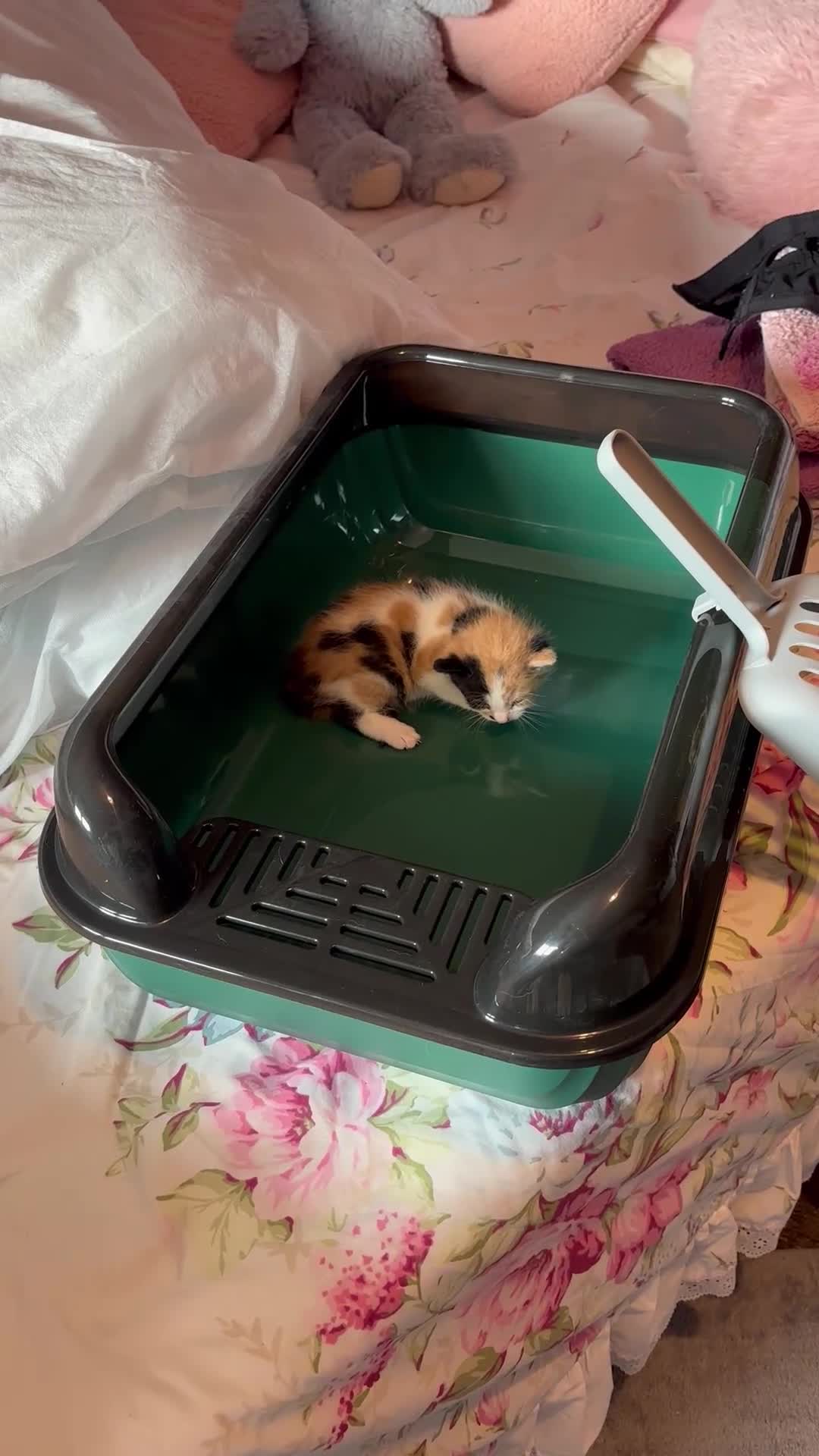Mixed Breed cats for sale: Three calico kittens  - Video 3