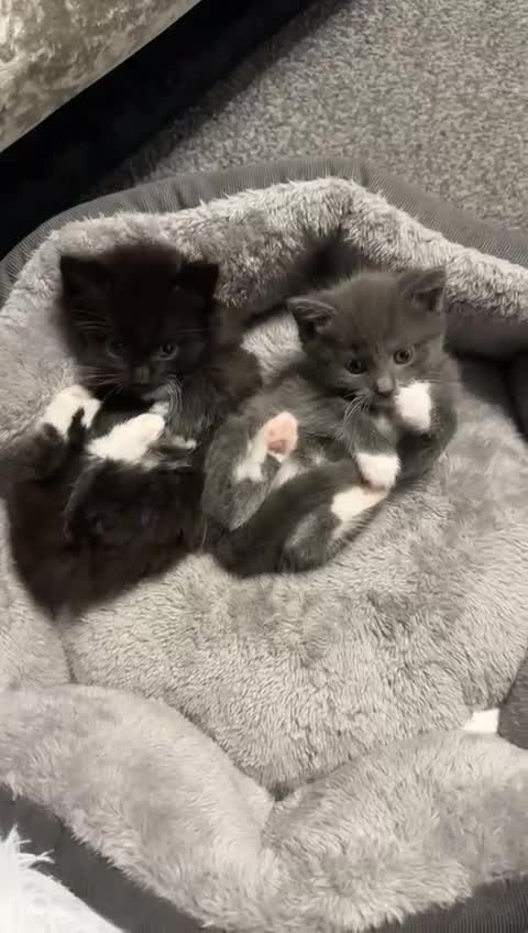 Maine Coon cats for sale: Half Mainecoon and Half British Shorthair  - Video 1