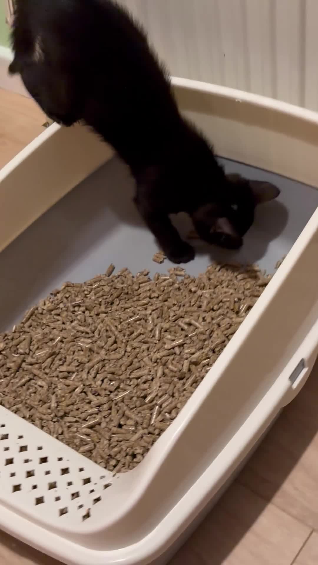 Mixed Breed cats for sale: Mother and daughter only together  - Video 2