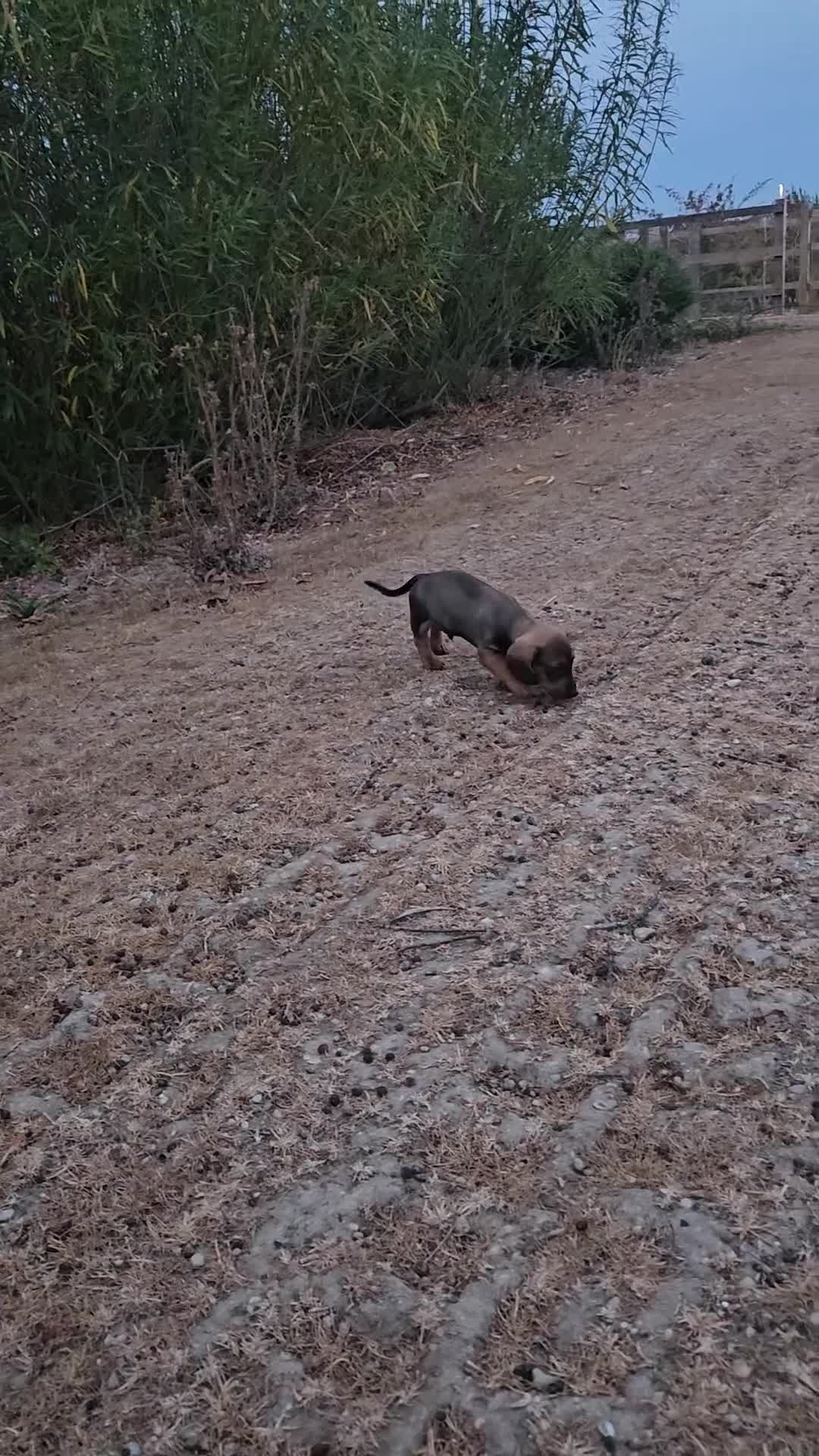 Dachshund dogs for sale: Beautiful Wild Boar Kaninchen Dachshund in Colchester - Video 1