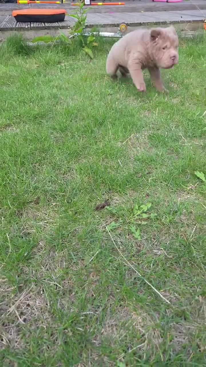 Shar Pei dogs for sale: 5 Shar peis - Video 1
