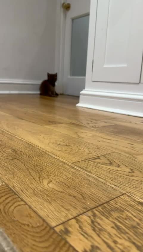 British Shorthair cats for sale: 🧸BOY FULL GCCF BSH KITTEN🧸 - Video 2