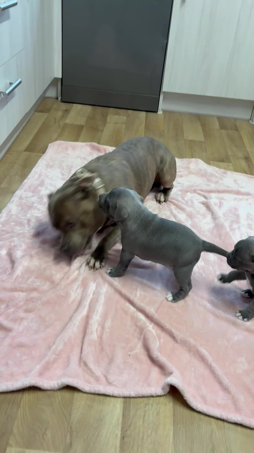 Staffordshire Bull Terrier dogs for sale: Beautiful Staffy Puppies – Ready Soon in Yeovil - Video 3