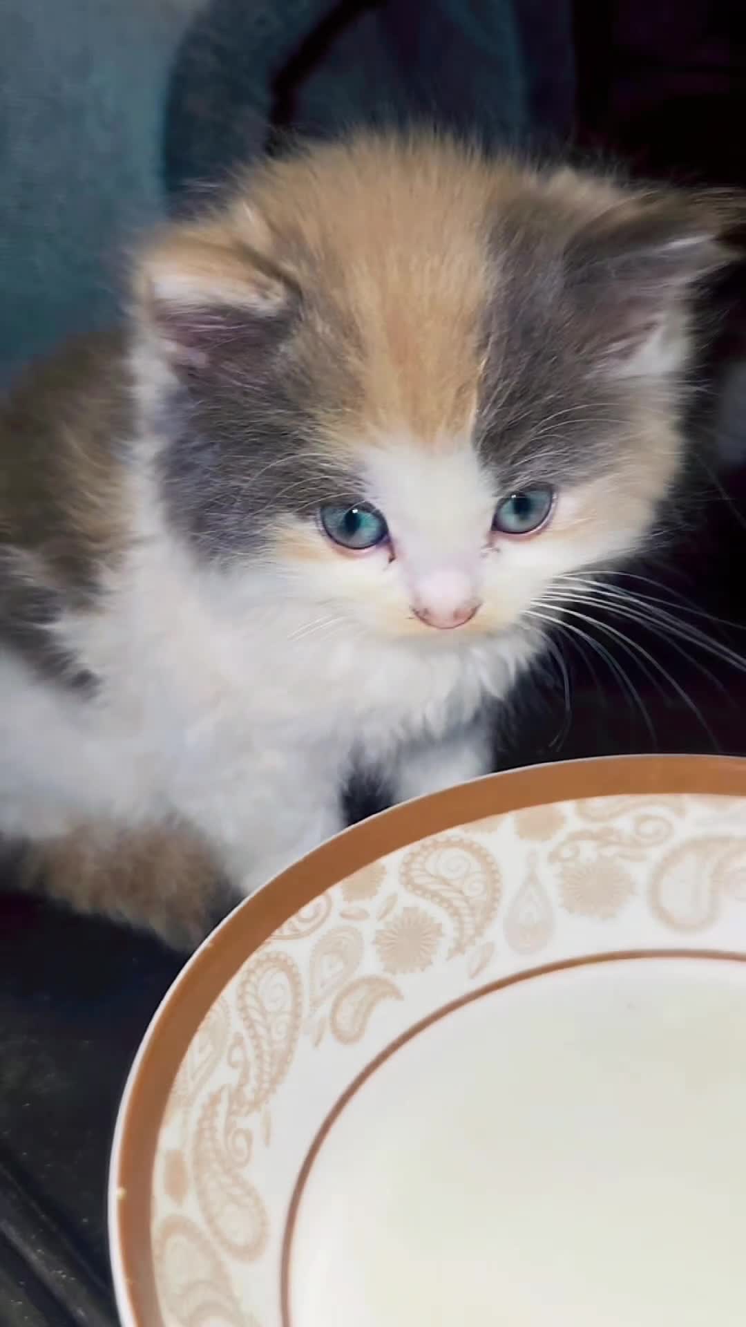 Mixed Breed cats for sale: 3 Beautiful Female Long-Haired Kittens,8 Weeks Old in Bracknell - Video 1