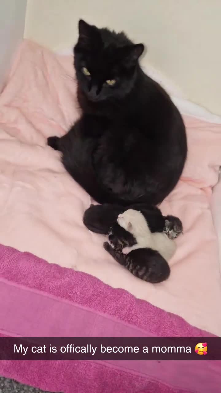 Ragdoll cats for sale: Ragdoll cross - Video 1