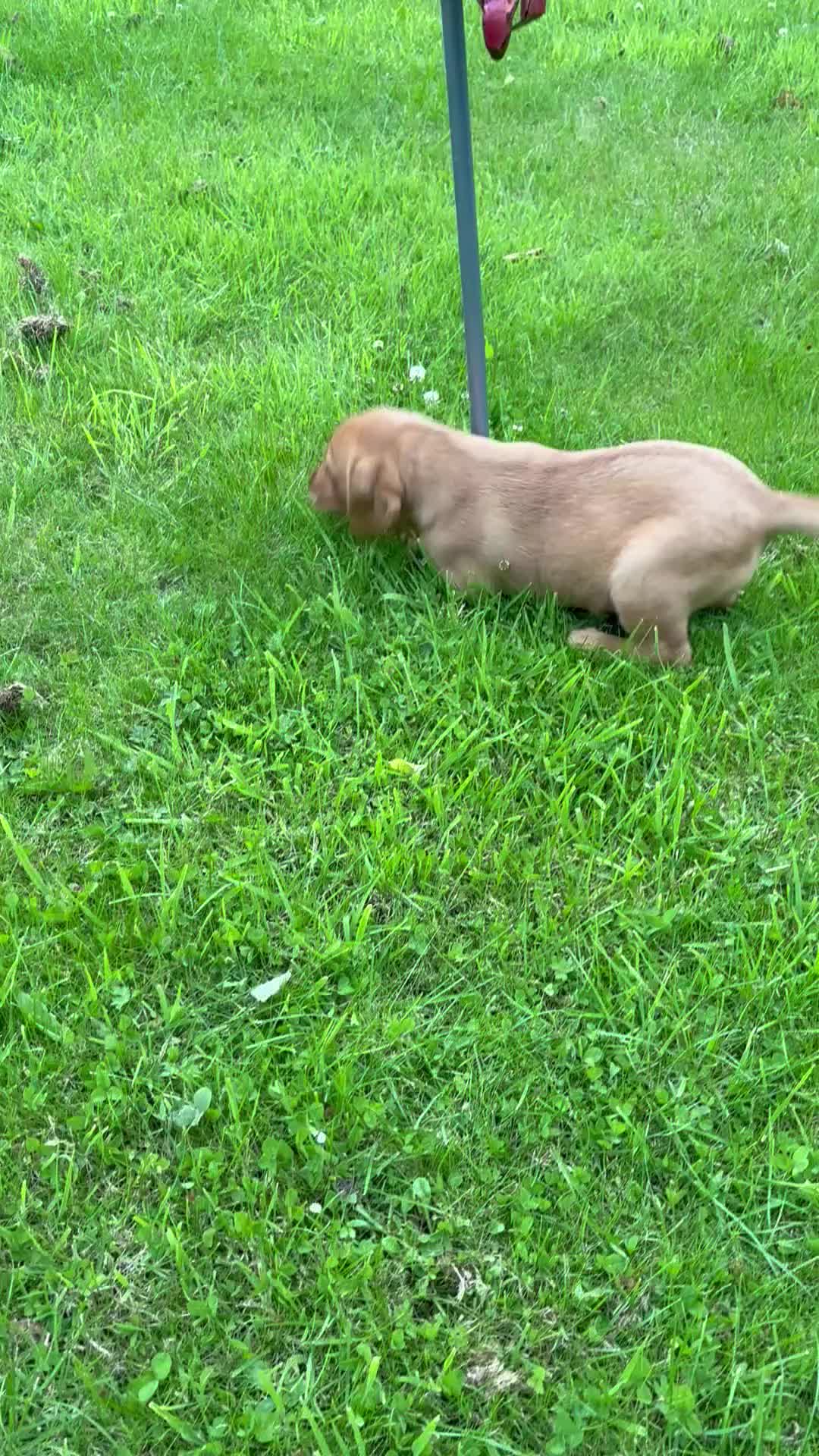 Labrador Retriever dogs for sale: KC LABRADOR PUPPIES - Video 1