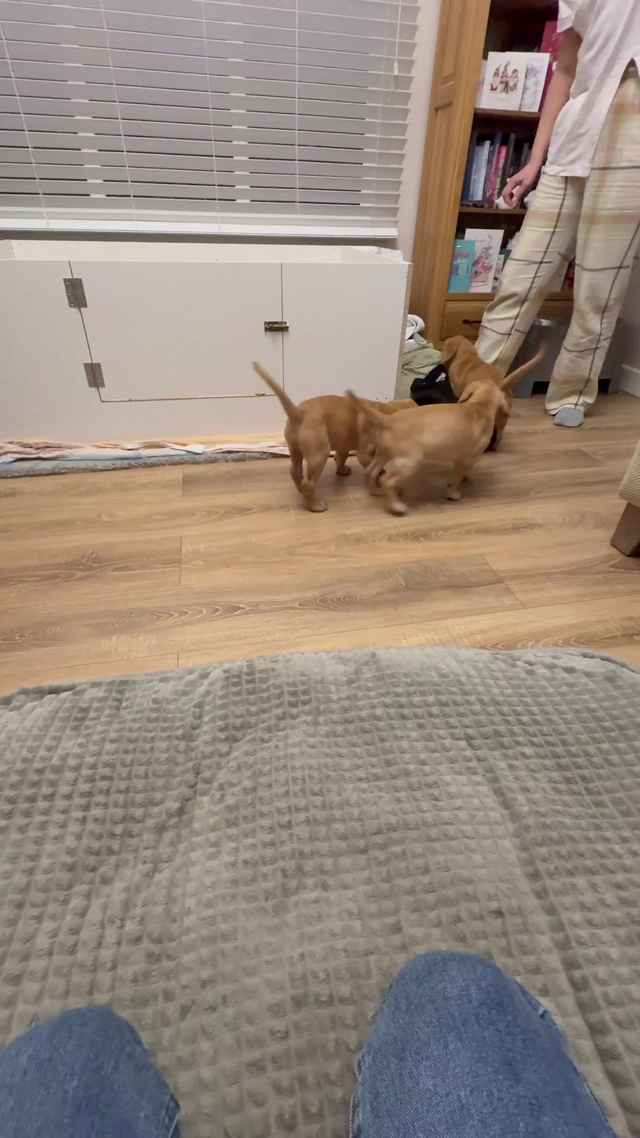 Labrador Retriever dogs for sale: 3x chunky Labradors for sale  - Video 1