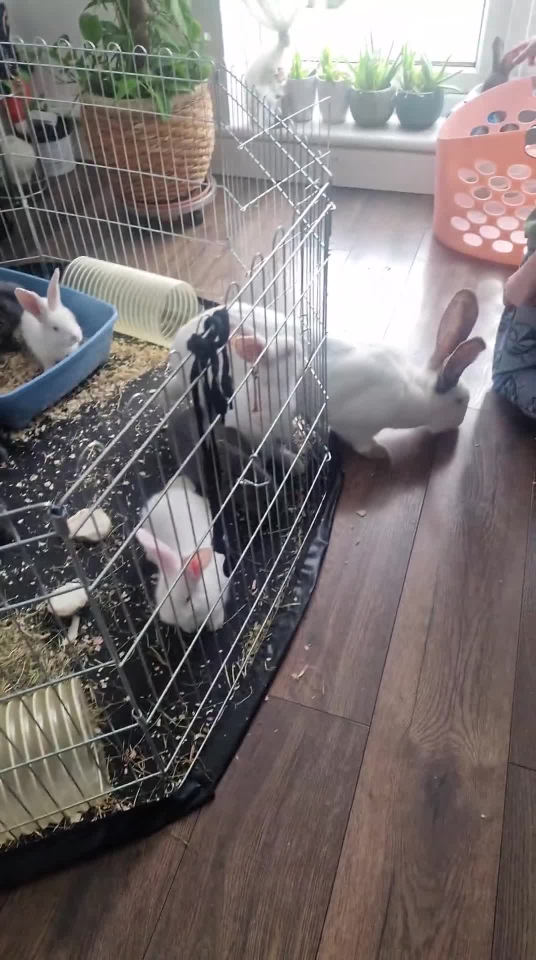 Continental Giant rabbits for sale: Continental Giant Blue  in Carlisle - Video 1