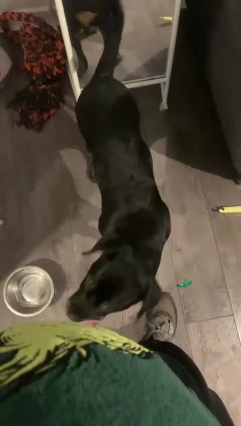 Rottweiler dogs for sale: 22 Week old female Rottweiler  - Video 1