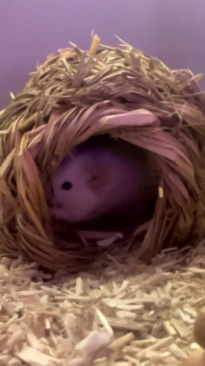Mouse rodents for sale: 2 Female Pet Mice + Full Set Up And Accessories  - Video 1