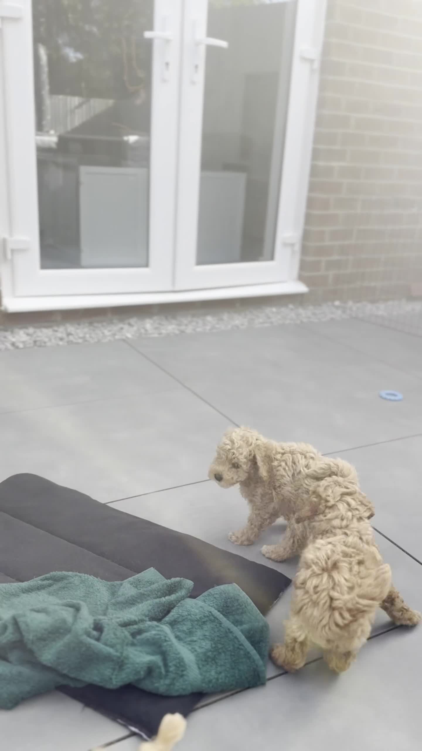 Cockapoo dogs for sale: Toy Cockapoo Puppies - Video 3