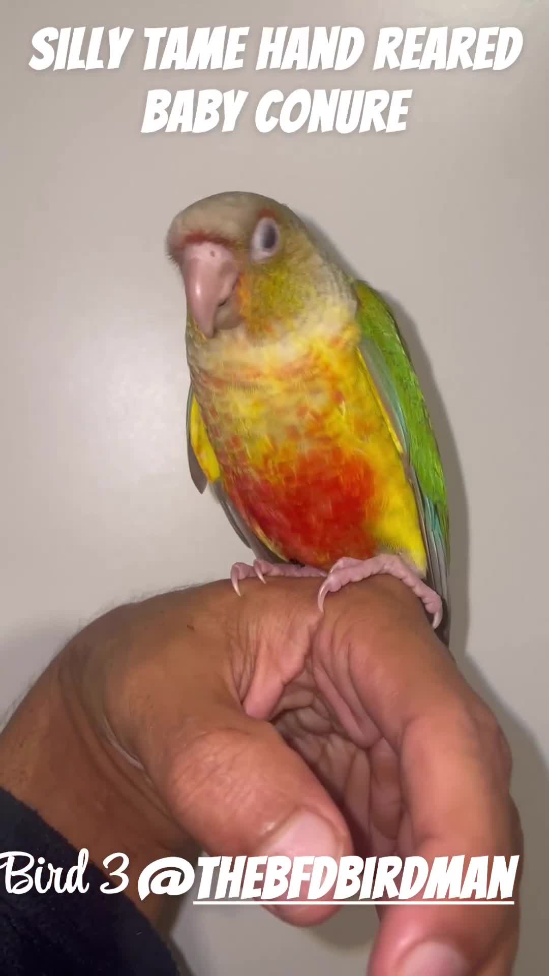 Conures birds for sale: 100% SILLY TAME HAND REARED BABY CONURES - Video 3