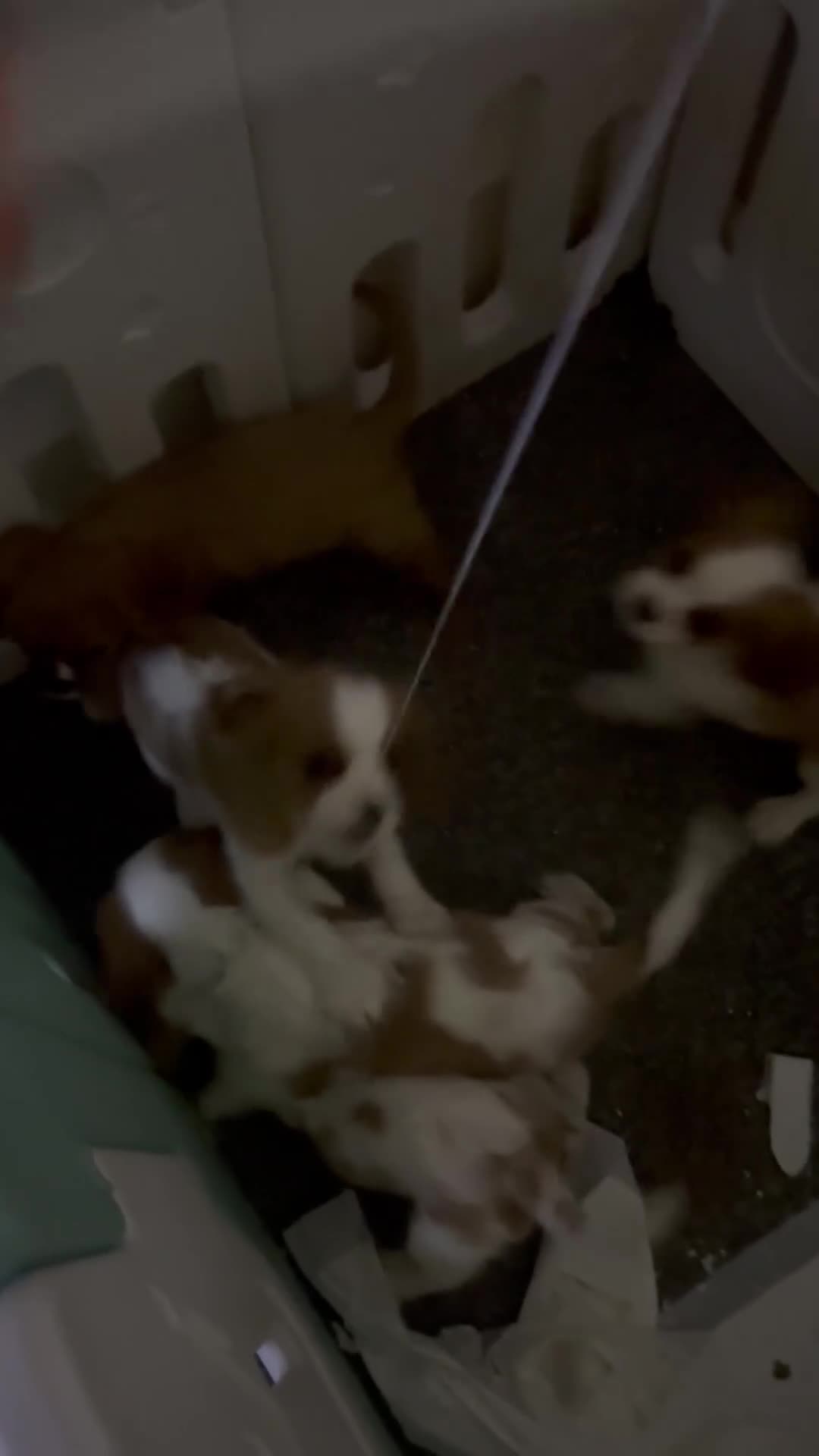 Cavalier King Charles Spaniel dogs for sale: King Charles cavalier  in Arundel - Video 1