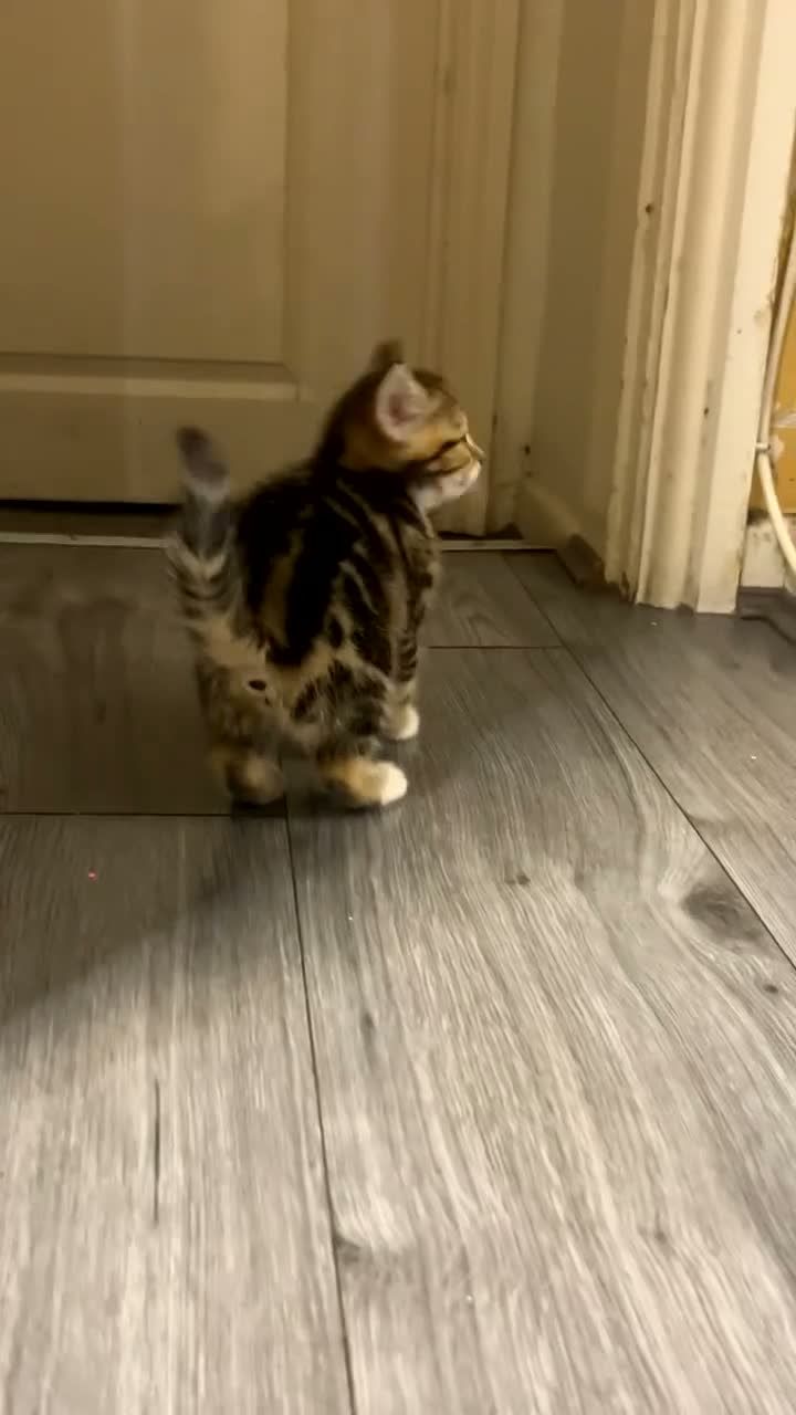 Mixed Breed cats for sale: 2 gorgeous- light brown mixed tabby kittens-Girls  - Video 1
