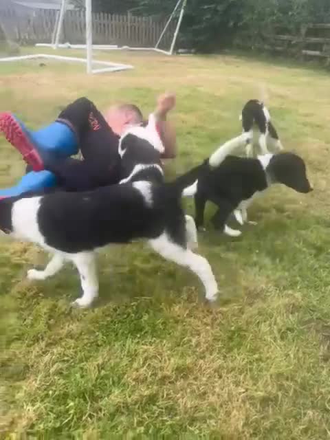 Border Collie dogs for sale: Gorgeous Sheep Dog Pups  - Video 2