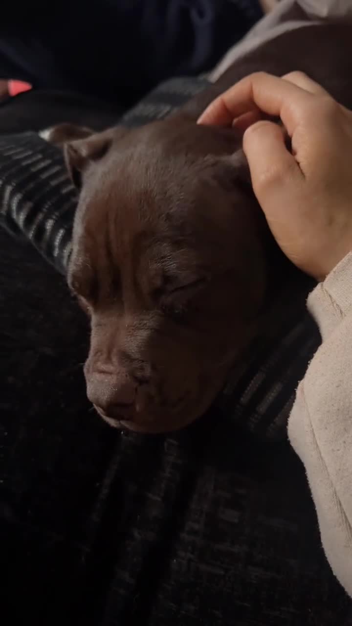 Mixed Breed dogs for sale: 12 Week Old Puppy for Home - Video 1