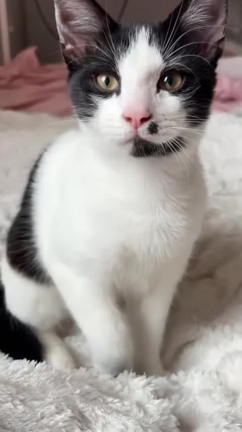 Mixed Breed cats for sale: Playful cute kittens looking for their home in Woodford Green - Video 1