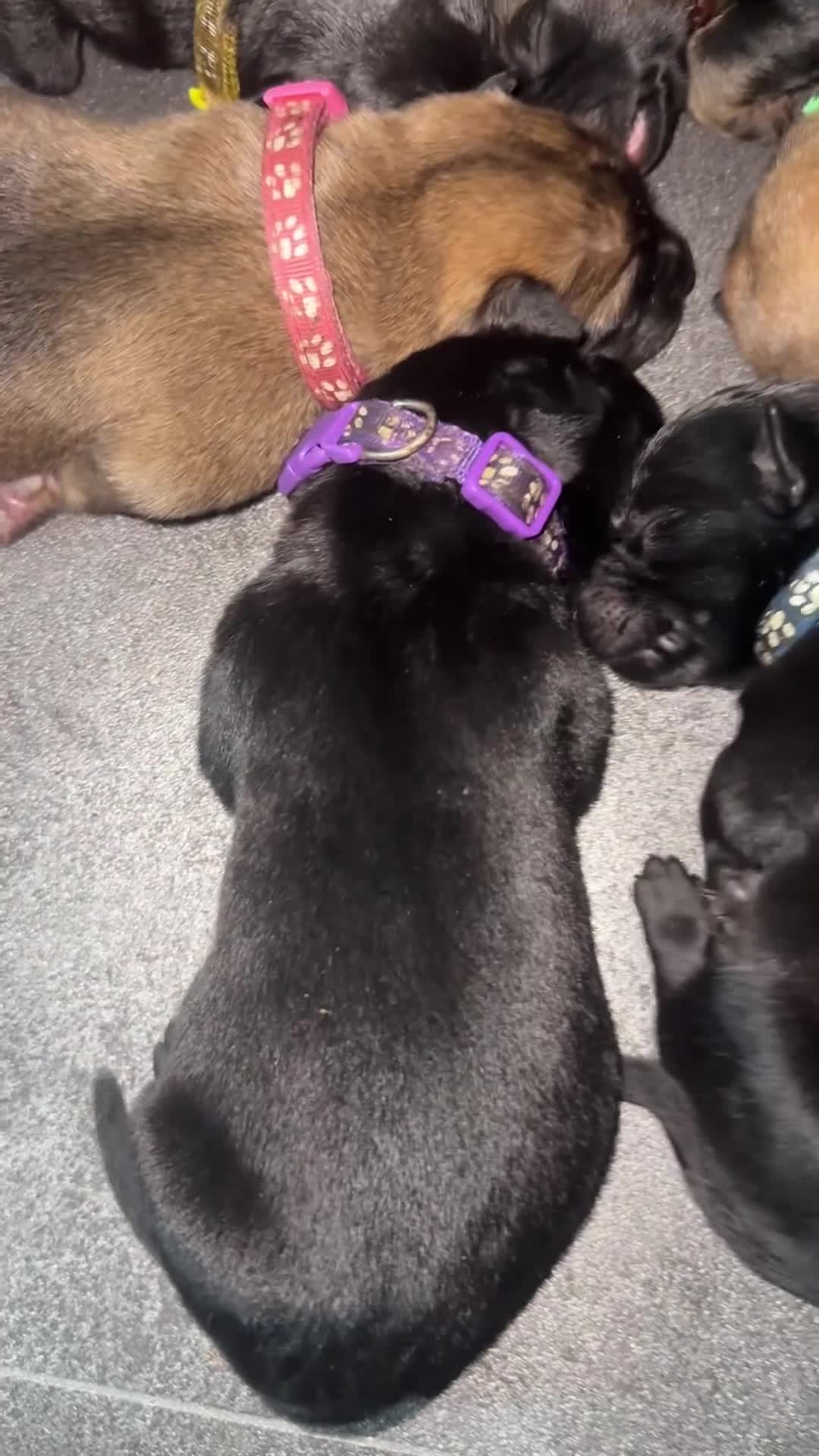 Belgian Shepherd Dog dogs for sale: Belgian Mallinois PUPS - Video 2