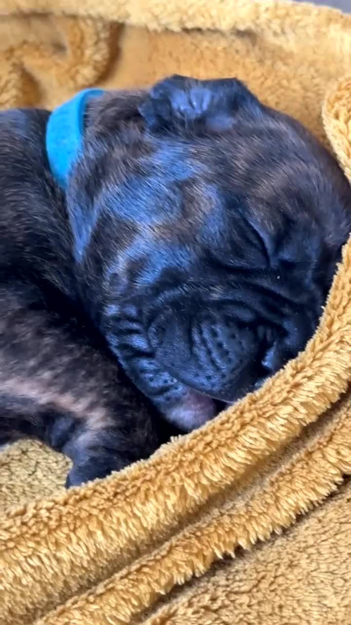 Mixed Breed dogs for sale: Staffordshire bull terrier puppies - Video 4