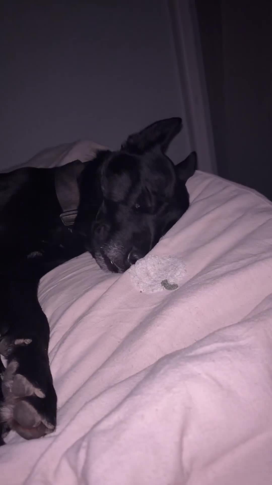 Belgian Shepherd Dog dogs for stud: Belgium malinois  - Video 1