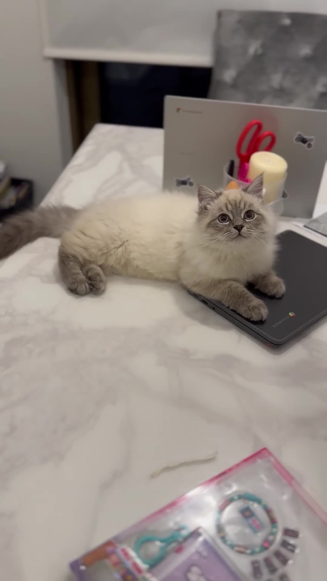 Siberian cats for sale: NEW ADDITION LAST Adorable Siberian Neva masq! - Video 5