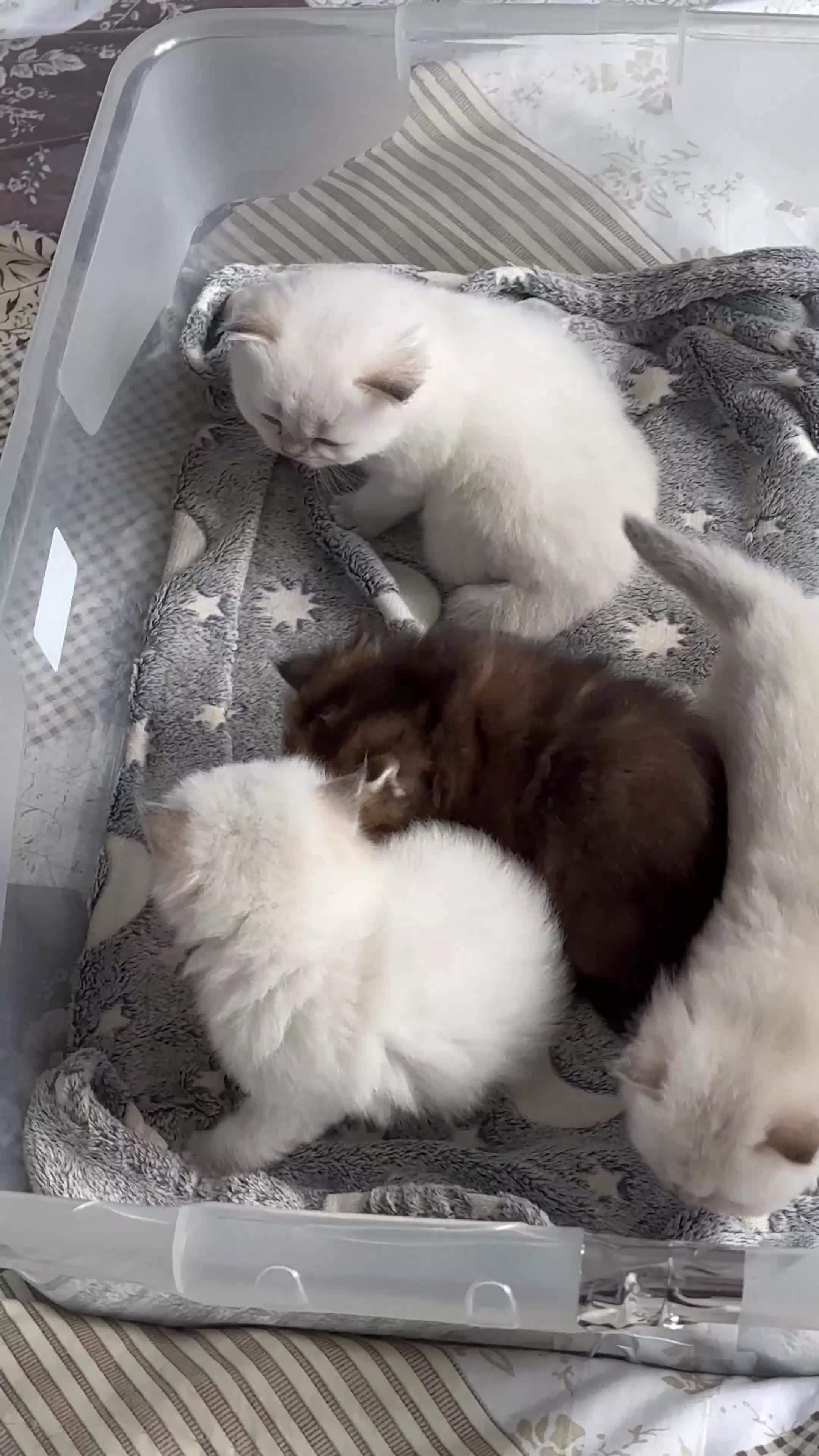 British Longhair cats for sale: Stunning British Longhair Kittens Ready to collect - Video 4