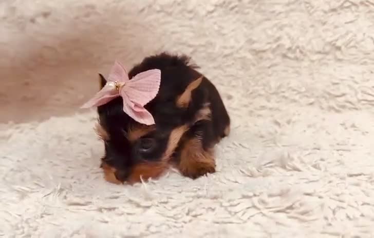 Yorkshire Terrier dogs for sale: True Mini Yorkie Puppies - Video 1