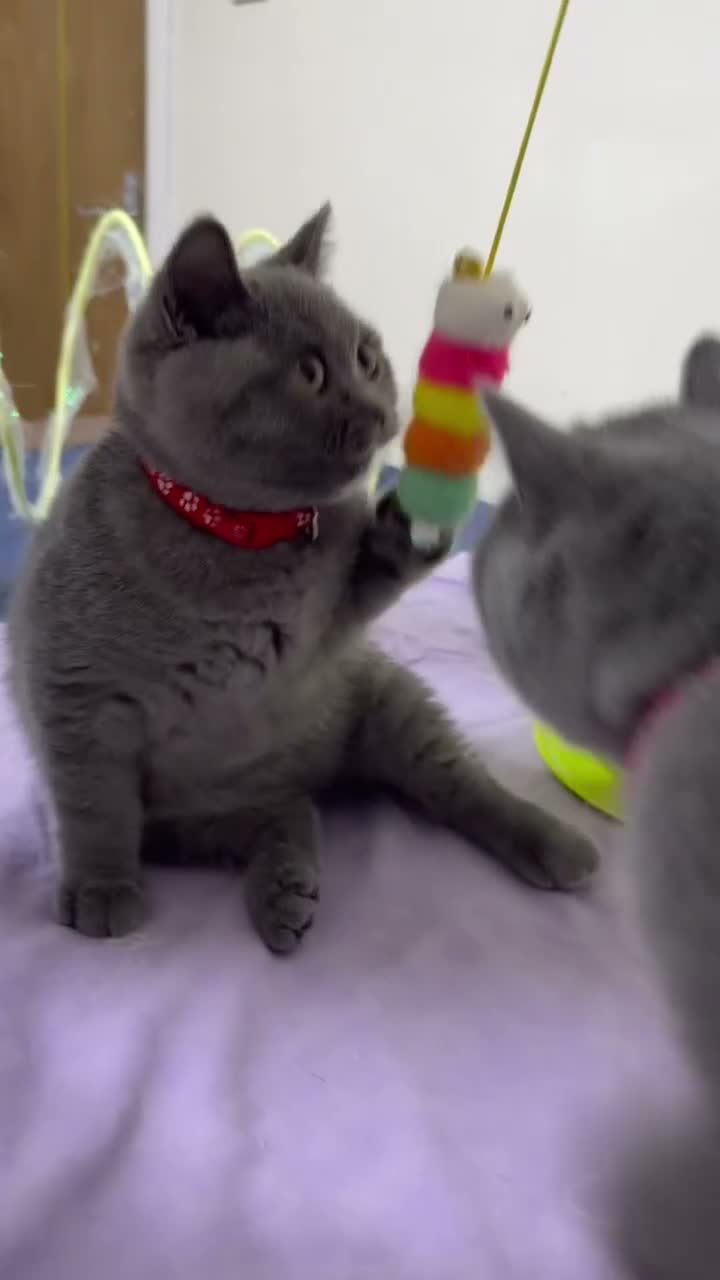 British Shorthair cats for sale: BSH GCCF Pedigree Healthy Beautiful Friendly  - Video 4