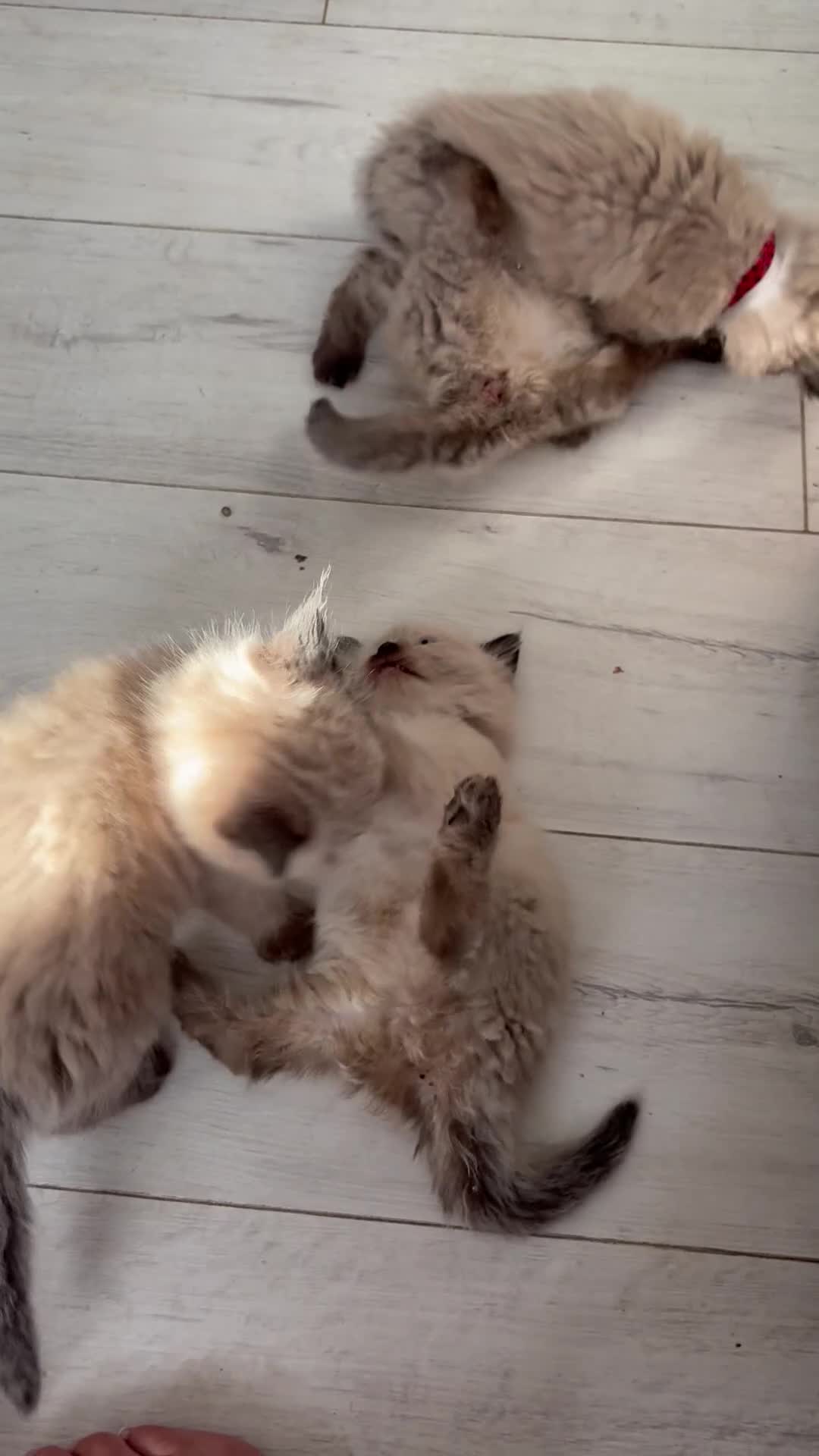 Ragdoll cats for sale: Beautiful fluffy seal point ragdolls *Ready now* - Video 3