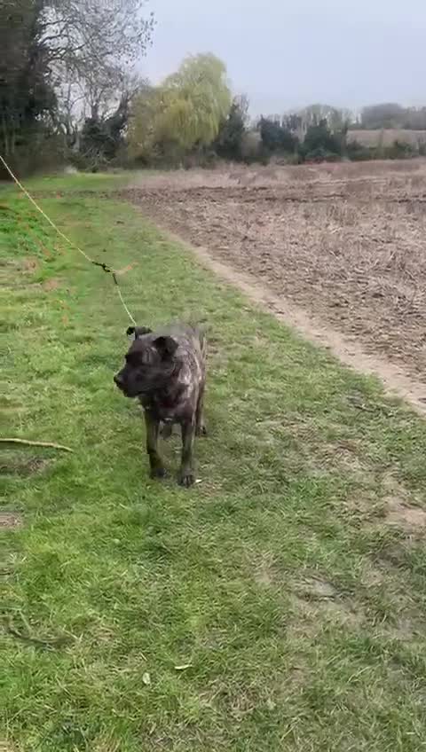 Mixed Breed dogs for adoption: Roxy ready for a quite life in St Neots - Video 2