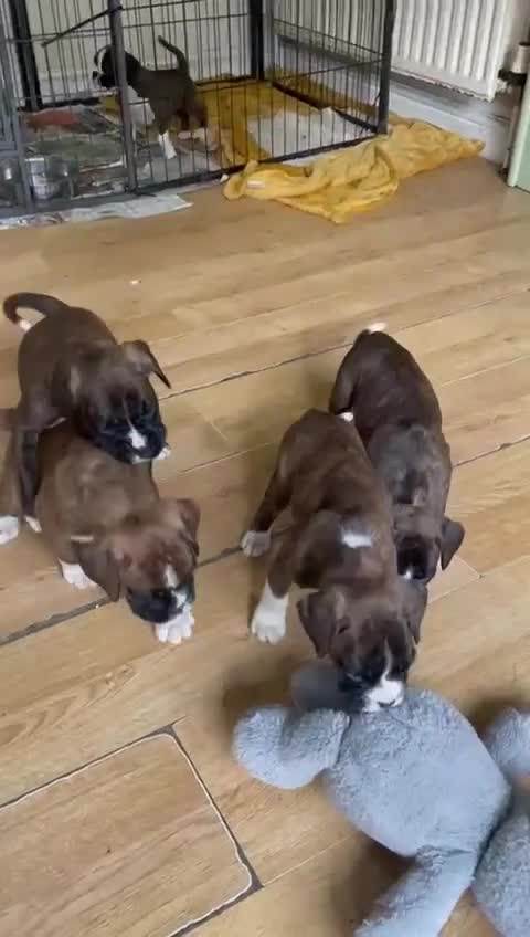 Boxer dogs for sale: ASTONISHING KC REGISTERED BOXER PUPPIES!  - Video 2