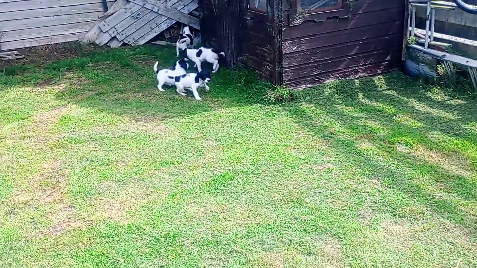 English Springer Spaniel dogs for sale: English springer spaniel pups  - Video 1
