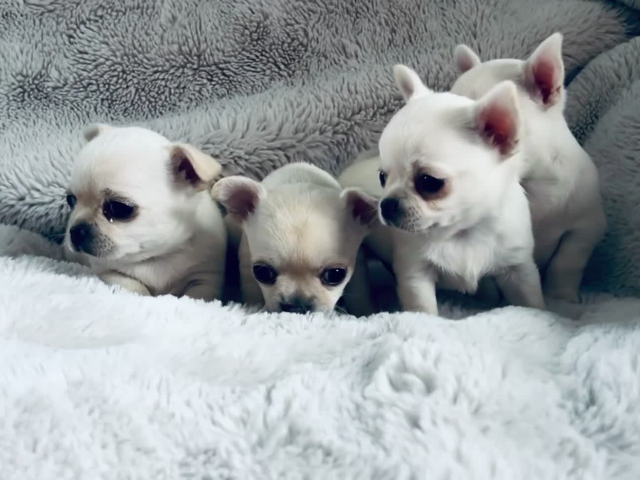 Chihuahua dogs for sale: SMOOTH KC REG chihuahua pups cream champion lines - Video 2