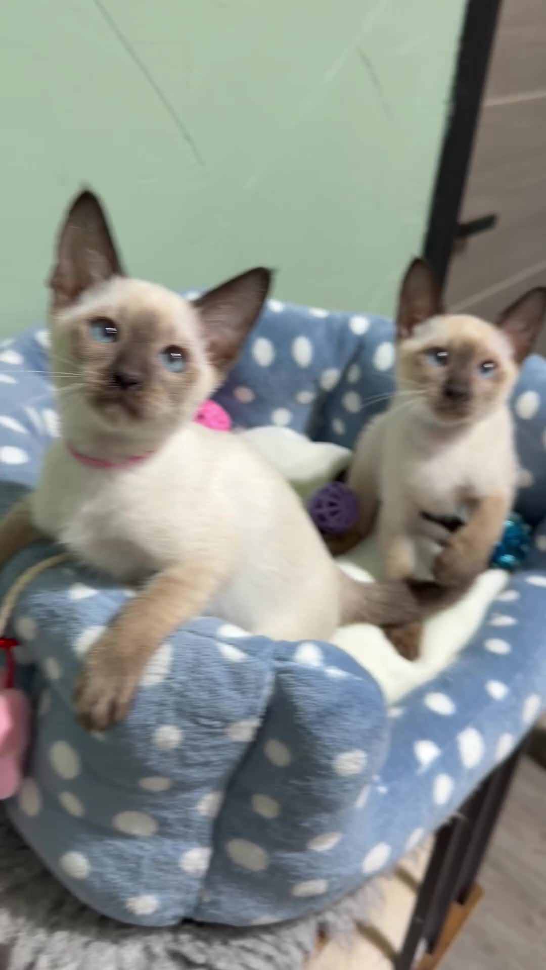 Siamese cats for sale: The Traditional Siamese Team🥰😻 - Video 1