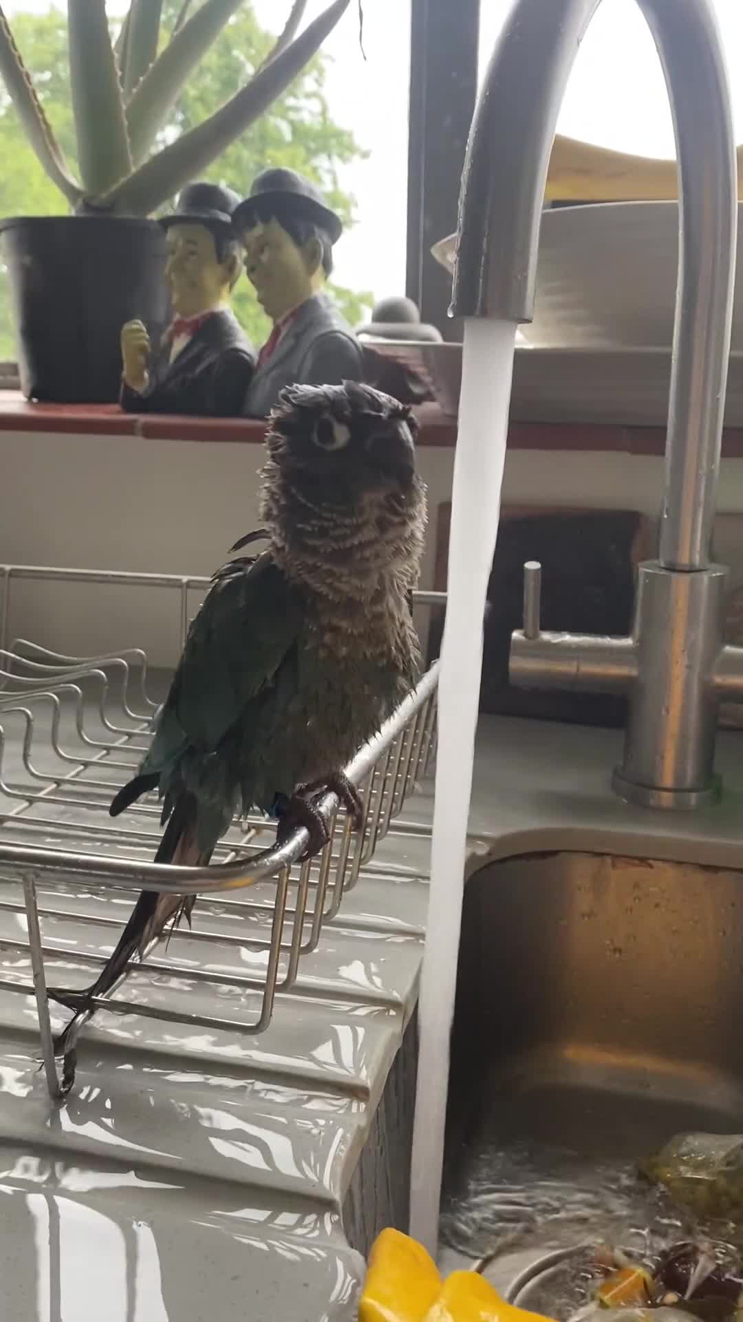 Conures birds for sale: Hand reared green cheek conure in London - Video 2