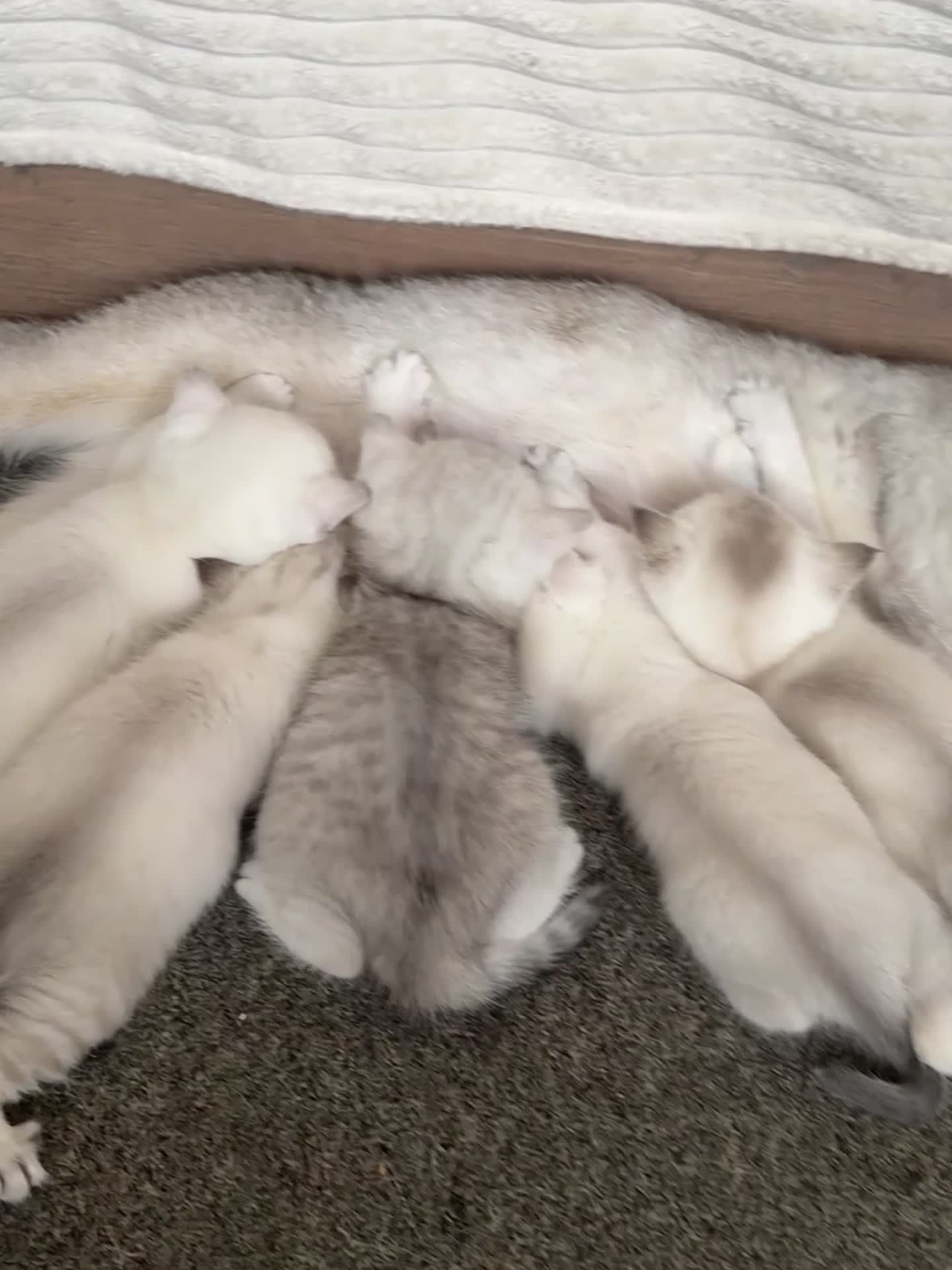 British Shorthair cats for sale: Beautiful BSH Silver shaded TICA kittens - Video 1
