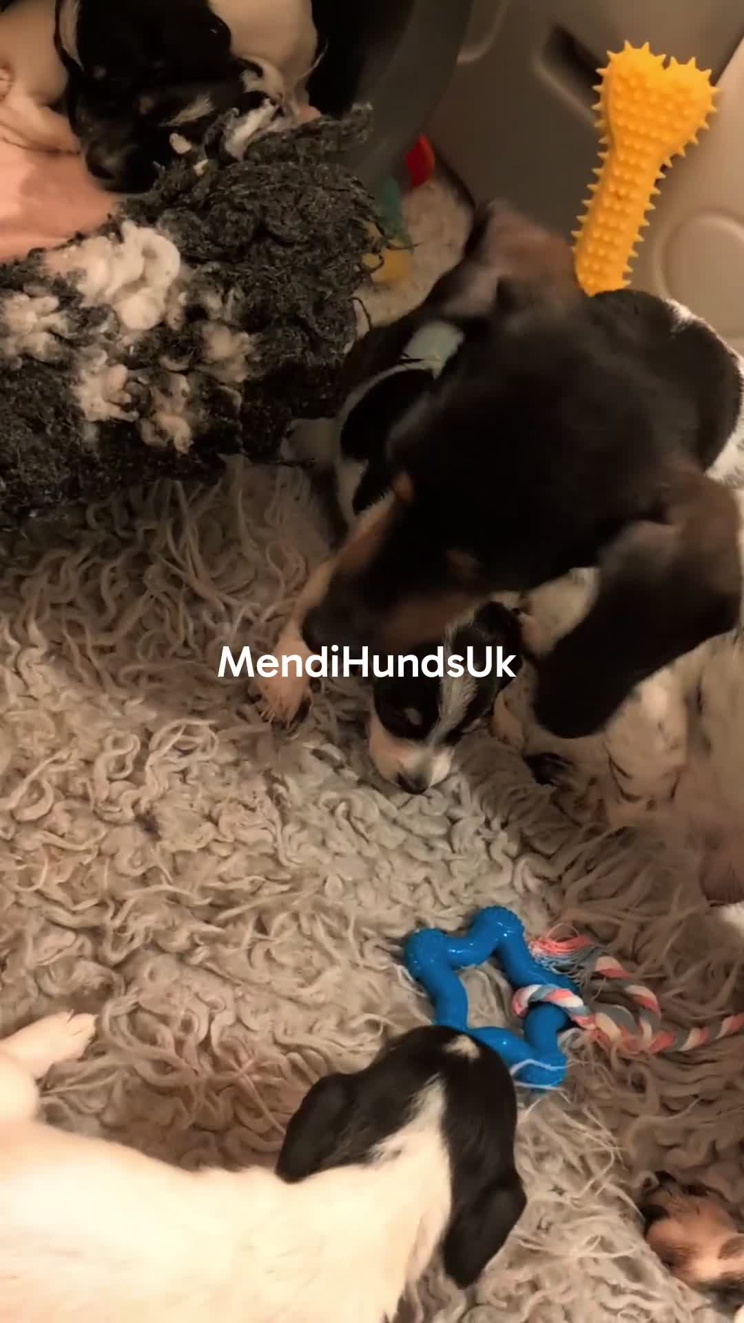 Miniature Dachshund dogs for sale: Our Oreo has finally had her babies! 🐾 - Video 1