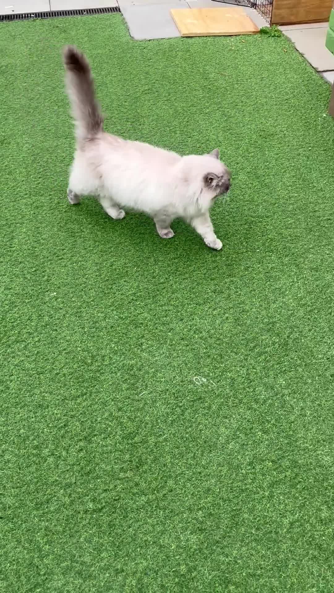 Ragdoll cats for sale: Buttons pure ragdoll - Video 1