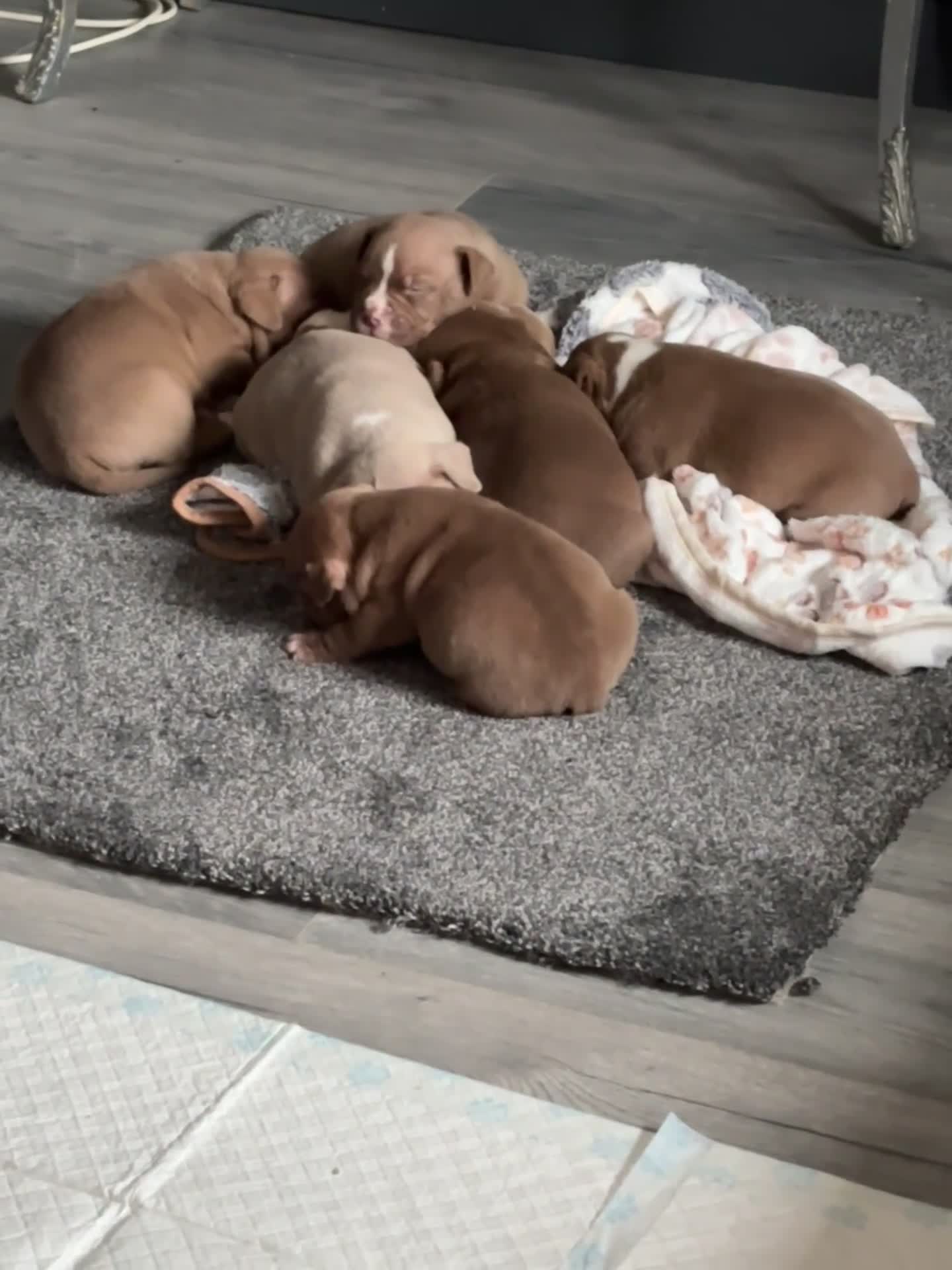 American Bully dogs for sale: Pocket bully puppies - Video 1