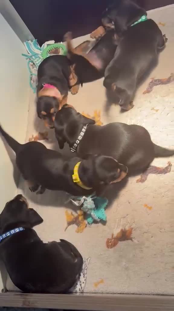 Dachshund dogs for sale: Dachshund puppies  - Video 2