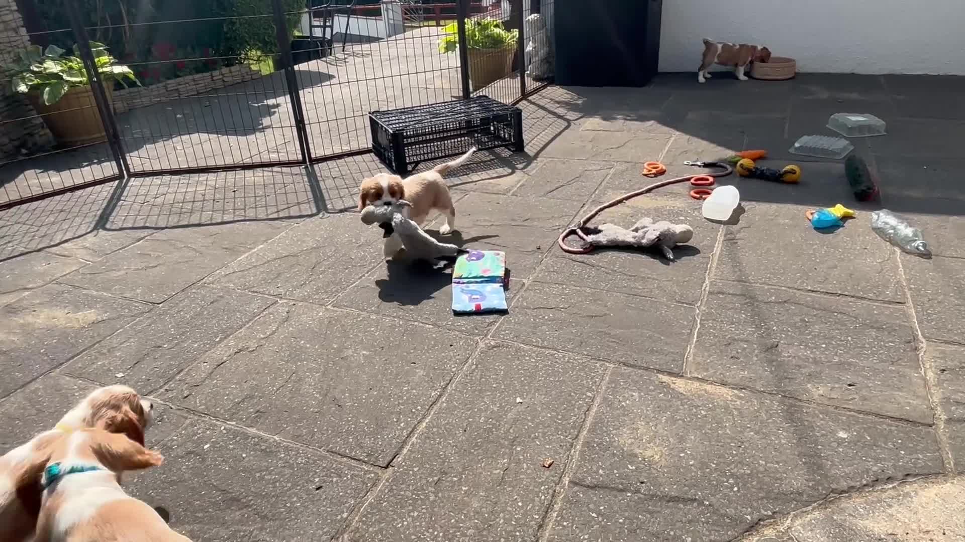 Cavalier King Charles Spaniel dogs for sale: Cavalier King Charles Spaniel  - Video 2