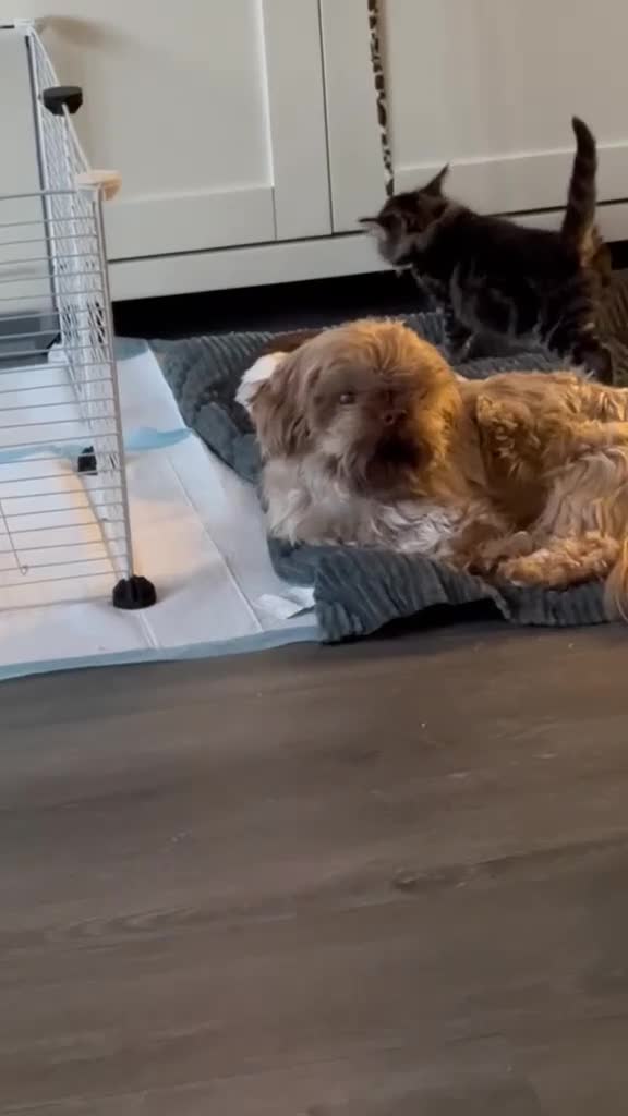Mixed Breed cats for sale: 6 beautiful kittens. Excellent colours - Video 1