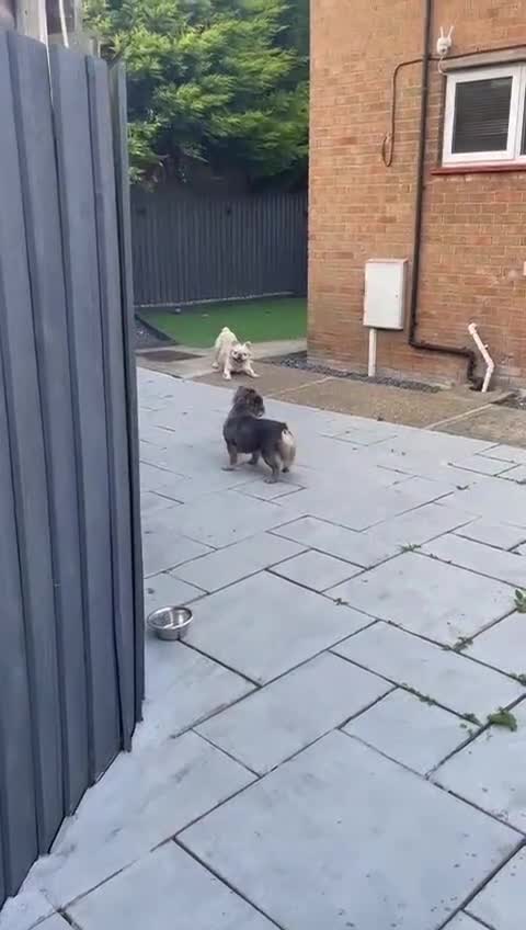 French Bulldog dogs for sale: Female Lilac&Tan French Bulldog For Sale - Video 1