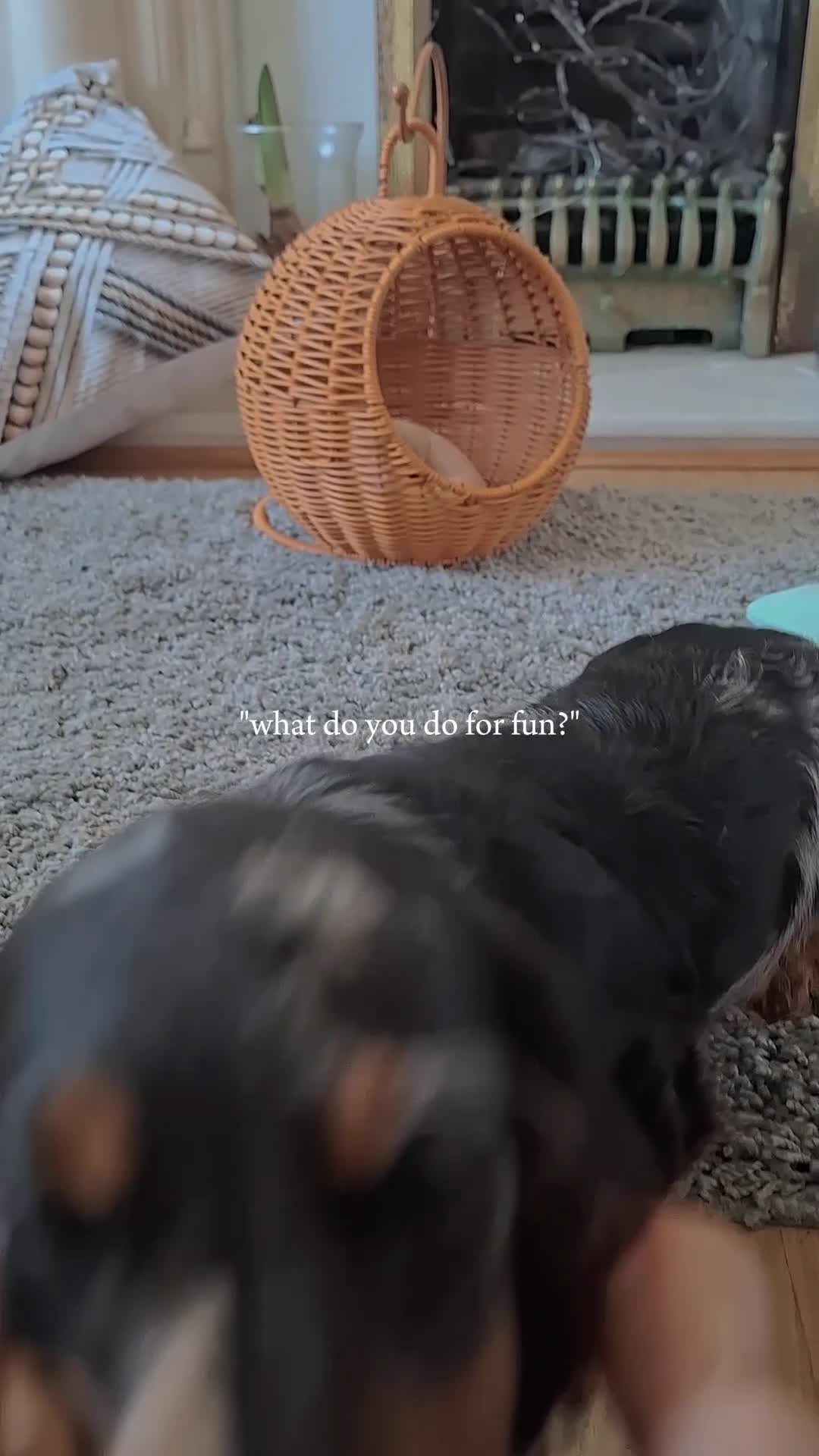Miniature Dachshund dogs for sale: Long Haired miniature dachshund black and tan boy  - Video 1