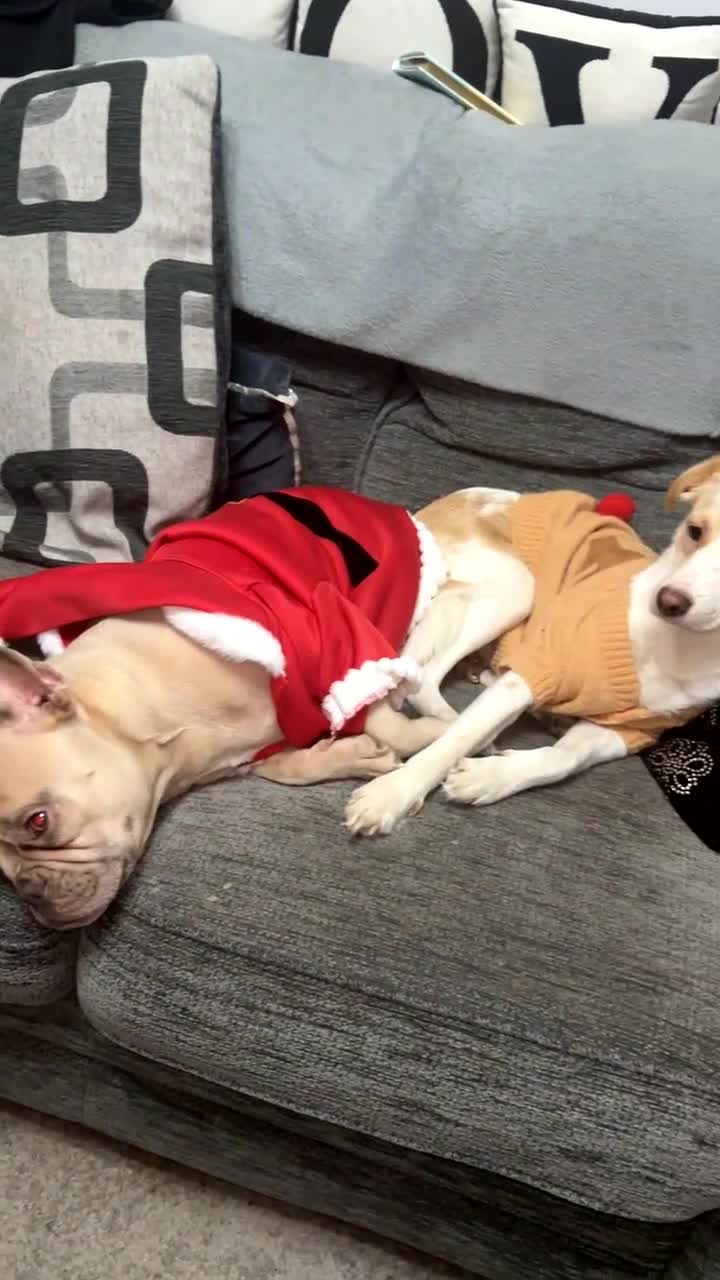 Mixed Breed dogs for sale: amalia - Video 5