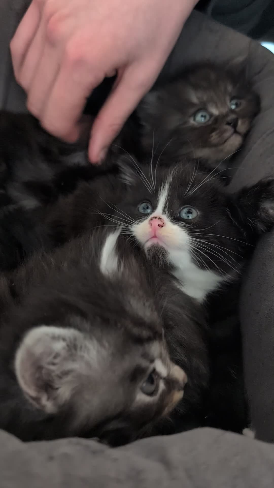 Mixed Breed cats for sale: ✨ Beautiful black & white kitten ✨ - Video 2