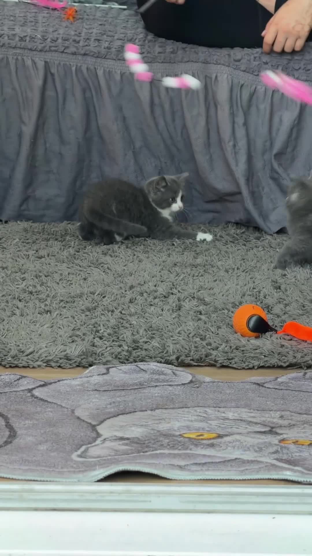 British Shorthair cats for sale: Last😘Ready for new family British  - Video 2